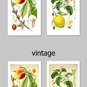 Vintage Fruit Botanical Print Set, Kitchen Gallery Wall Art Art-130(2