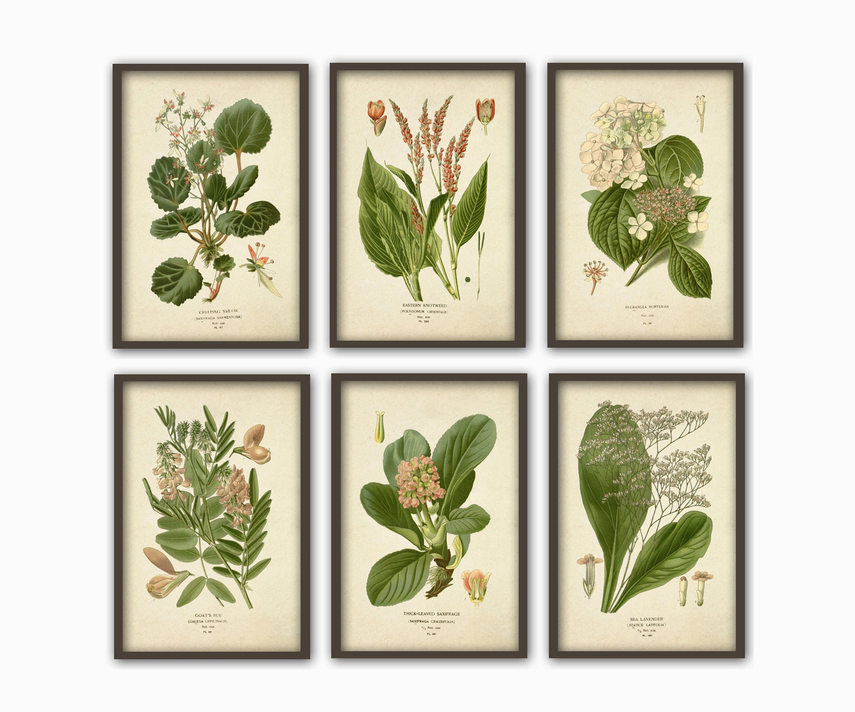 Rustic Botanical Illustration Flowers Prints Wall Art Print | Etsy