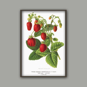 Antique Strawberry Print, Berry Botanical Illustration, Kitchen Berry Wall Art Decor, Berry Poster image 3