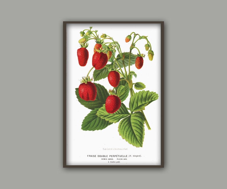 Antique Strawberry Print, Berry Botanical Illustration, Kitchen Berry Wall Art Decor, Berry Poster image 3