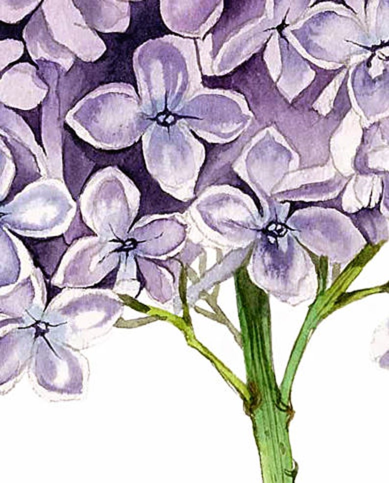 Watercolor Lilac Flower Wall Art Print Lilac Painting Print Etsy