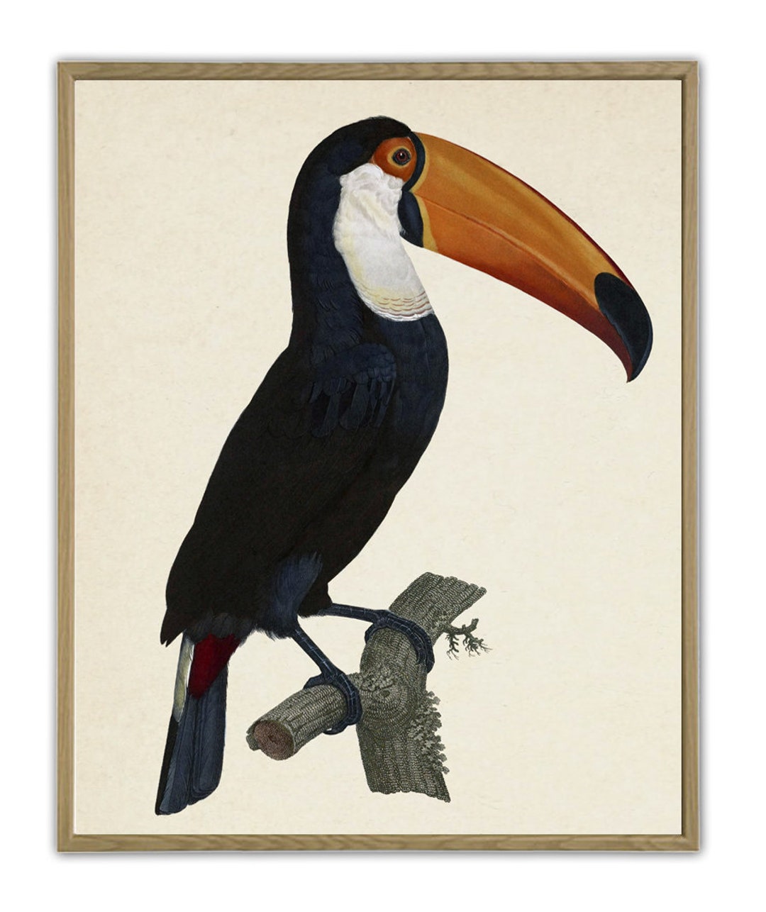 Toucan Art Print Printable Toucan Vintage Toucan Bird Wall Art toucan-art-print-printable-toucan-vintage-toucan-bird-wall-art