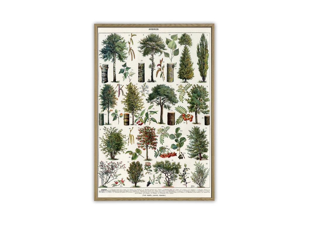 Forest Trees Print, Botanical Vintage Illustration Print, Types of ...