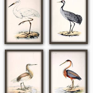 Wild Birds Wall Art Print Set of 4, Antique Bird Decor, Antique Bird Illustration, Ornithology Poster, Bird Print, Bird Decor Set of 4 rustic (more beige)