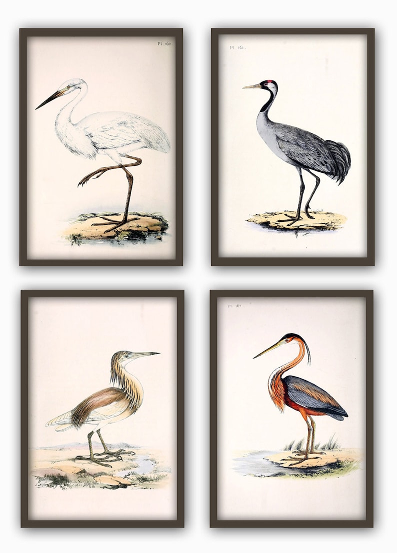 Wild Birds Wall Art Print Set of 4, Antique Bird Decor, Antique Bird Illustration, Ornithology Poster, Bird Print, Bird Decor Set of 4 rustic (more beige)