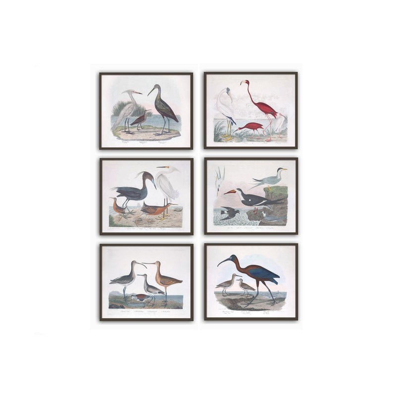Home Gallery American Ornithology Birds Print Set of 6 Large Wall Art Decor