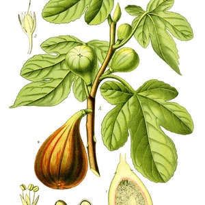 May include: A botanical illustration of a fig tree, Ficus carica L., with green leaves and brown branches. The illustration shows the different stages of the fig fruit, from green to ripe, and includes a cross-section of a fig.