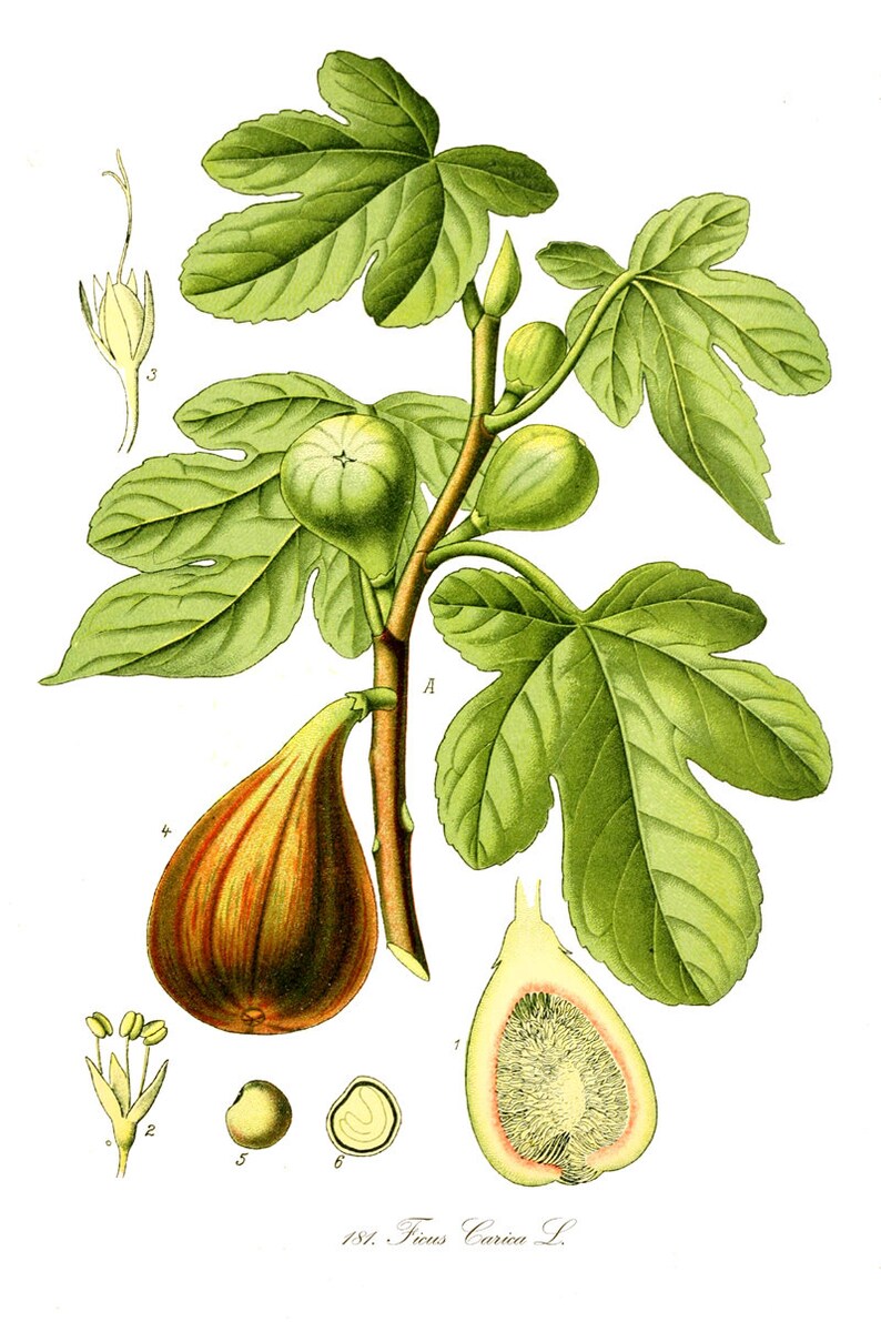 May include: A botanical illustration of a fig tree, Ficus carica L., with green leaves and brown branches. The illustration shows the different stages of the fig fruit, from green to ripe, and includes a cross-section of a fig.