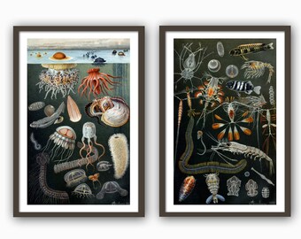 以下が含まれることがあります： 海の生き物のイラストが2つ額装されています。最初の画像は、クラゲ、タコ、タツノオトシゴなど、さまざまな海の生き物を示しています。2番目の画像は、エビ、カニ、ロブスターなど、さまざまな甲殻類を示しています。