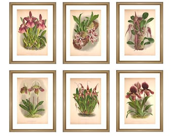 Flower Orchid Print, Flowers Art Print Set, Vintage Orchid Illustration Print