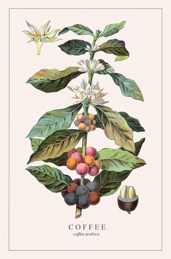 bilder kaffeepflanze Coffea arabica Kaffee Pflanze Kaffeestrauch Zimmerpflanze main image 1