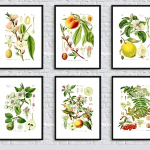 Impresión de frutas, ilustración botánica de frutas: manzana, serbal, melocotón, limón, pera, almendra. Decoración de pared para cocina. Juego de 6 pósteres de frutas.
