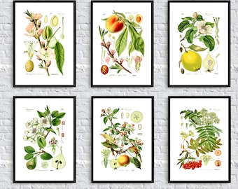 Fruit Wall Art Print, Botanical Poster, Kitchen Wall Art Decor Fruit Tree Poster Set of 6, Almond, Peach, Lemon, Pear, Apple, Rowan