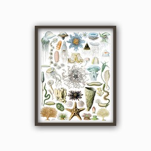 May include: A vintage illustration of various sea creatures, including jellyfish, starfish, sea urchins, and coral. The illustration is in a detailed, realistic style with vibrant colors.