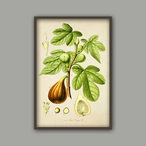 May include: A vintage botanical illustration of a fig tree with green leaves and brown figs. The illustration includes a close-up of a fig cut in half, showing the inside of the fruit. The text "Ficus Carica L." is printed below the illustration.
