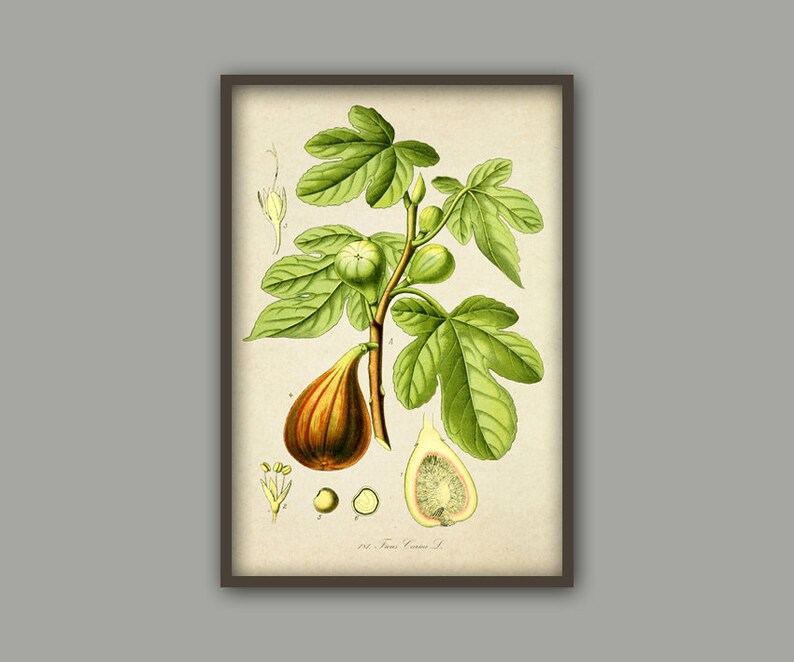 May include: A vintage botanical illustration of a fig tree with green leaves and brown figs. The illustration includes a close-up of a fig cut in half, showing the inside of the fruit. The text "Ficus Carica L." is printed below the illustration.