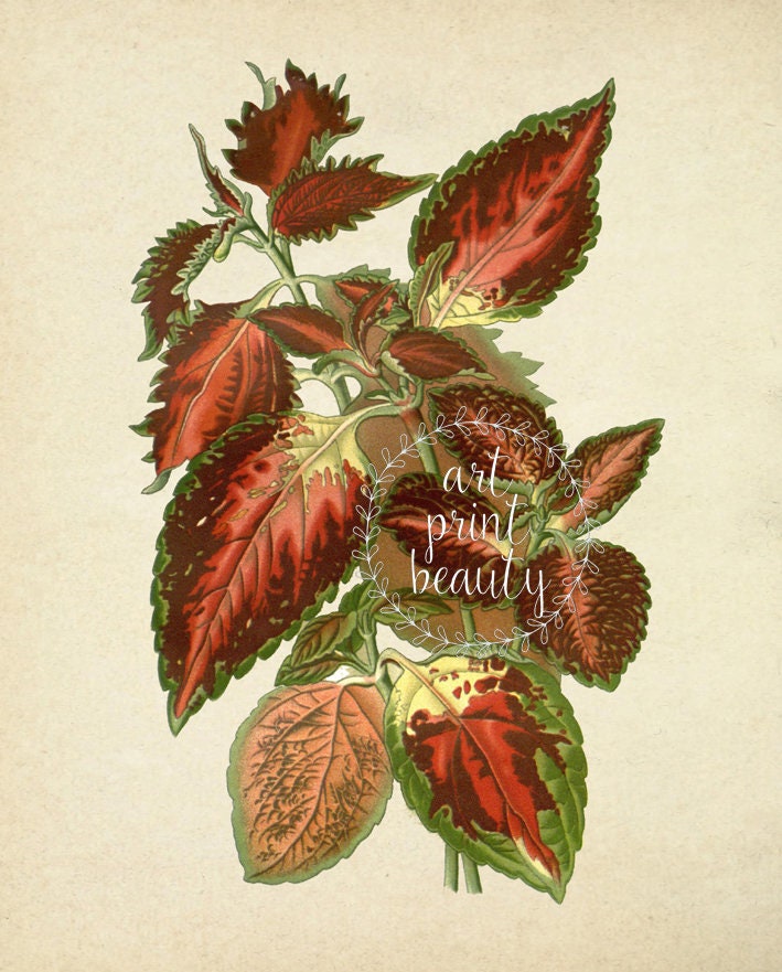Red Flower Print Set of 4, Large Wall Art Print, Vintage Botanical ...