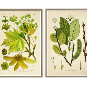 Botanical Print Maple and Willow Print Botanical Art Decor Botanical Poster Tree Prints Set of 2