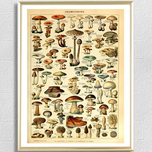 Mushroom Print, Kitchen Wall Decor, Vintage Botanical Wall Art, Champignons Antique Nature, Forest Plant