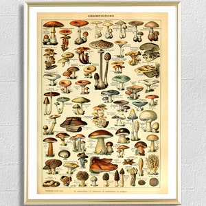 Mushroom print botanical print champignons vintage antique nature wall art decor home decor kitchen decor poster nature 8 x 12 x 16