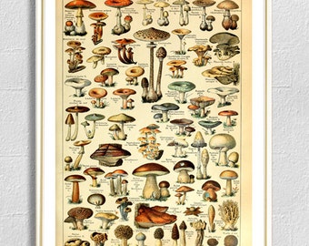 Mushroom Print, Kitchen Wall Decor, Vintage Botanical Wall Art, Champignons Antique Nature, Forest Plant