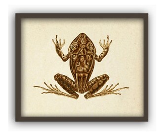 Frog Print, Frog Wall Art Print, Antique Frog Book Plate Illustration, Frog Biology Print, Amphibian Poster, Wall Art Decor