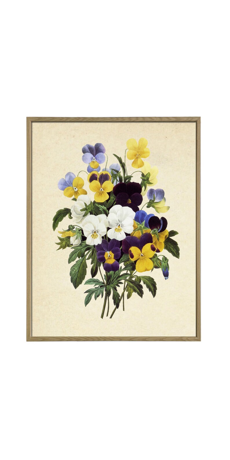 K&ouml;nnte beinhalten: Eine gerahmte Vintage-botanische Illustration eines Strau&szlig;es aus violetten, gelben und wei&szlig;en Stiefm&uuml;tterchen mit gr&uuml;nen Bl&auml;ttern.