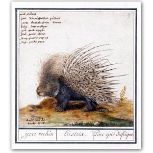 Porcupine Print, Animals Print,  Animal Poster, Vintage Lithography Reproduction
