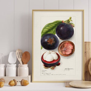 Mangosteens Fruit Art, Kitchen Wall Art Decor, Fruit Print