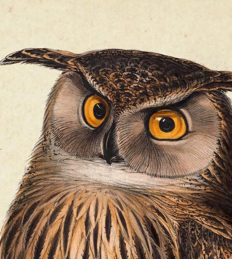 Owl Picture Print Set of 6 Bird Wall Decor Ornithology | Etsy