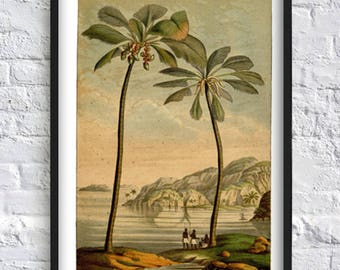 Antique Palm Tree Wall Art Print - Palm Tree Botanical Illustration Art - Palm Poster - Home Decor