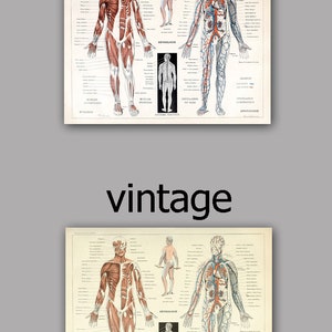 Muscles humains Corps Antique Anatomie Mur Art Print Squelette Humain Biologie Étudiant Idée Cadeau Anatomie Antique Décor À La Maison image 8