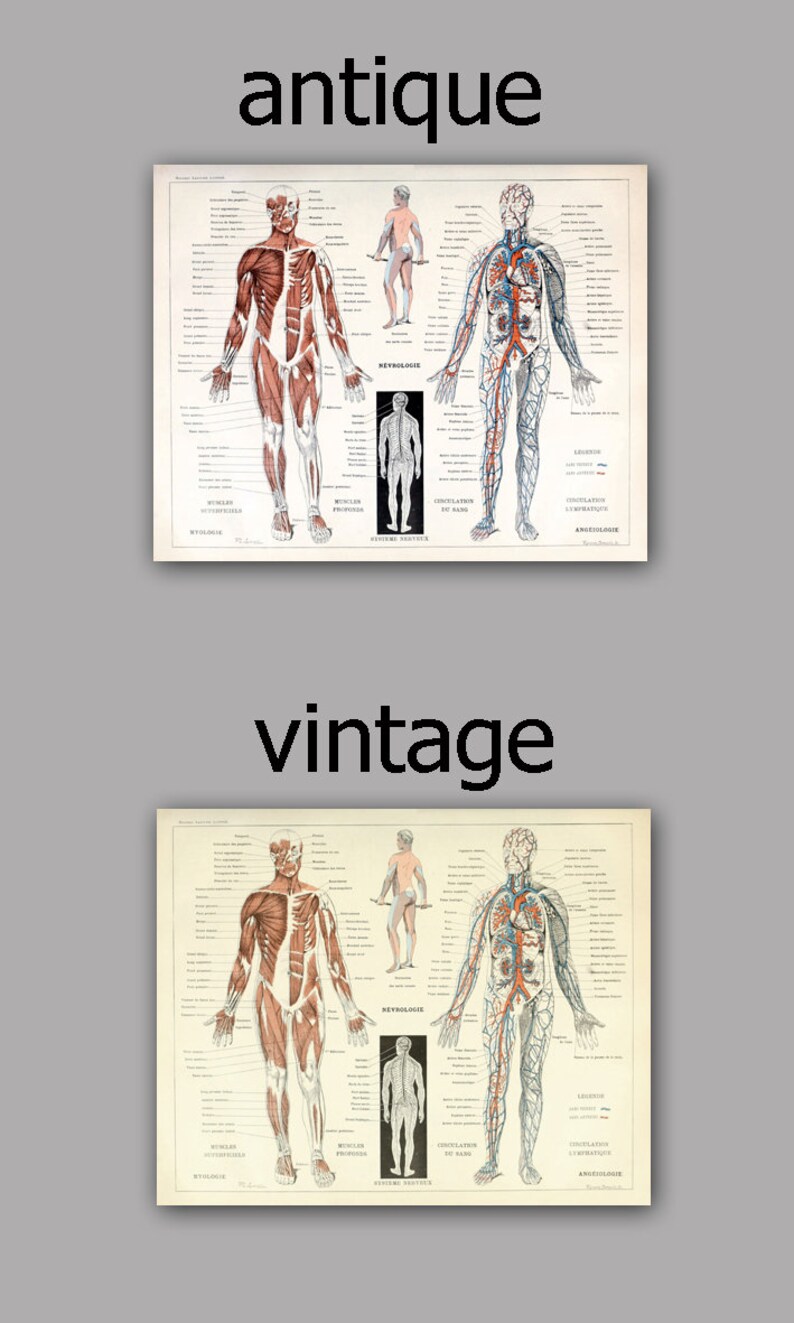 Human Muscles Body Antique Anatomy Wall Art Print - Human Skeleton ...