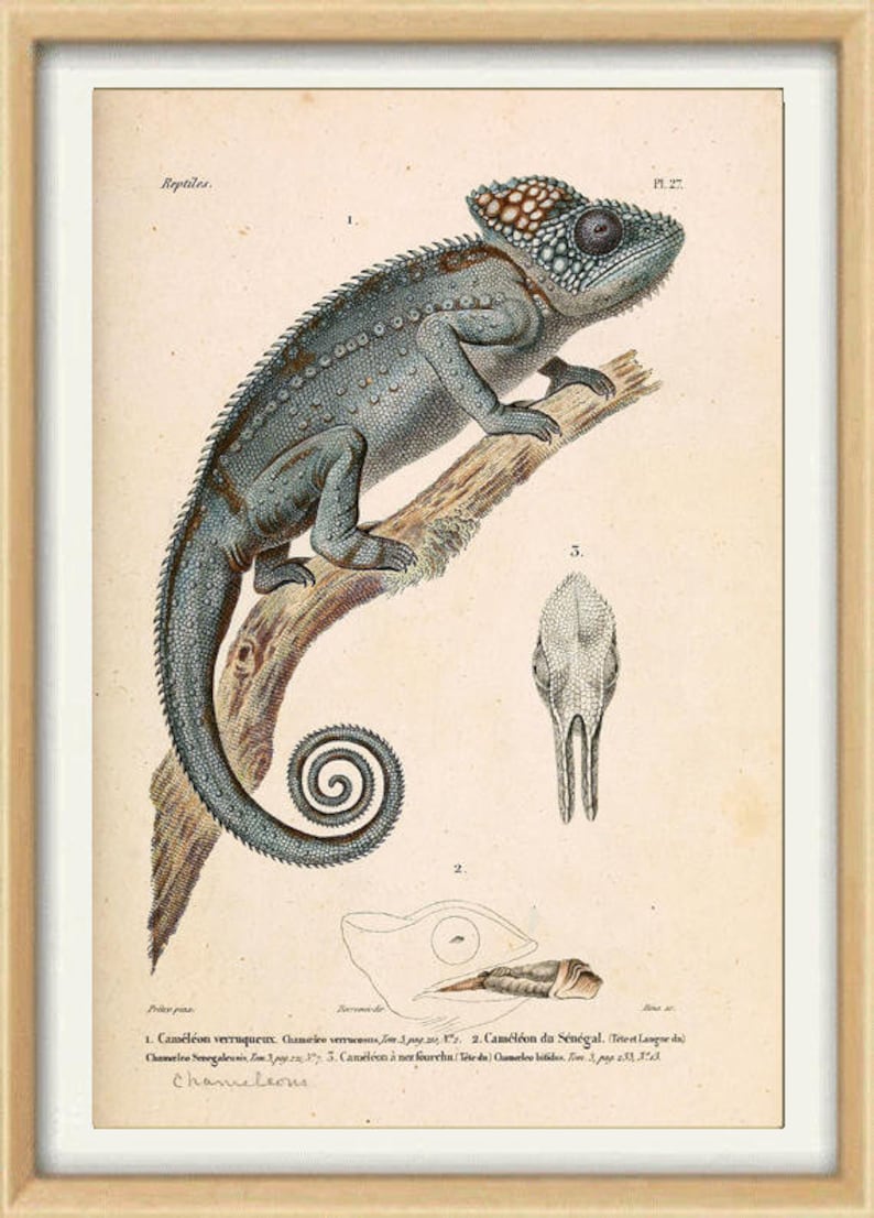 Chameleon Print Animal Wall Decor Lizard Reptile Tropical Animal Large Wall Art Decor Grey image 1