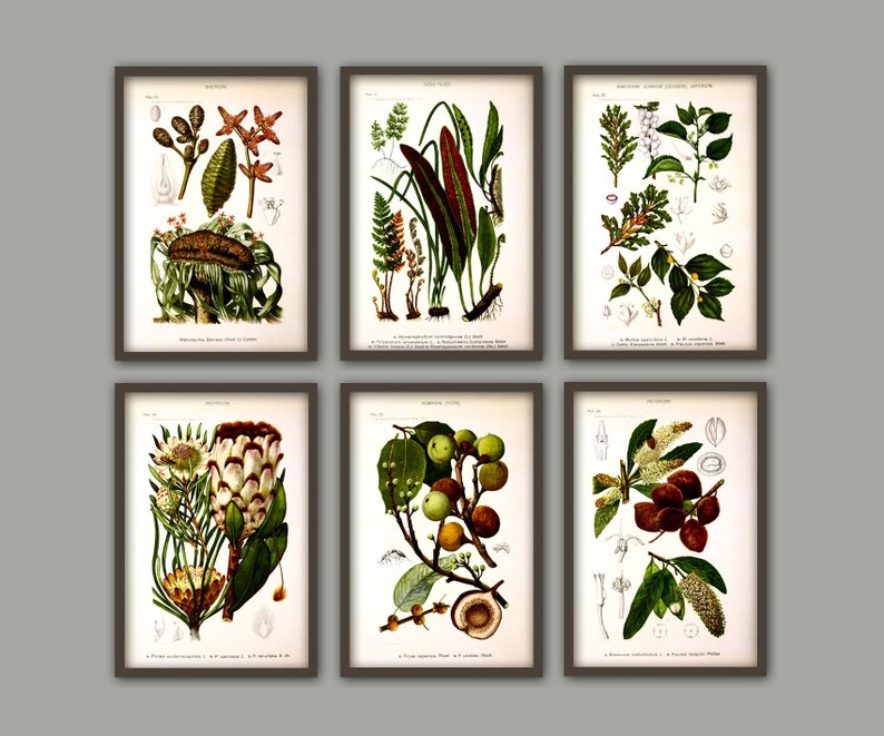 Antique Plant Wall Art Print Set of 6, Home Decor, Botanical Illustration, Plant Gallery, Plant Poster, Plant Decor image 2