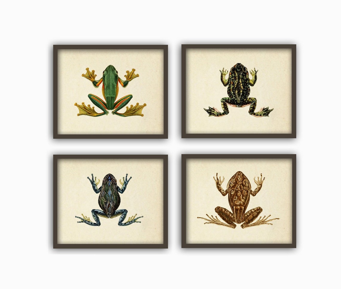 Frogs Wall Art Print Set of 4 Antique Frog Book Plate Etsy
