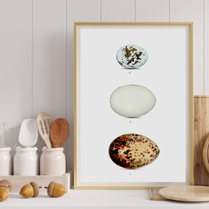 Bird Egg Print, Kitchen Wall Art, Vegetarian Poster, Food Art Print