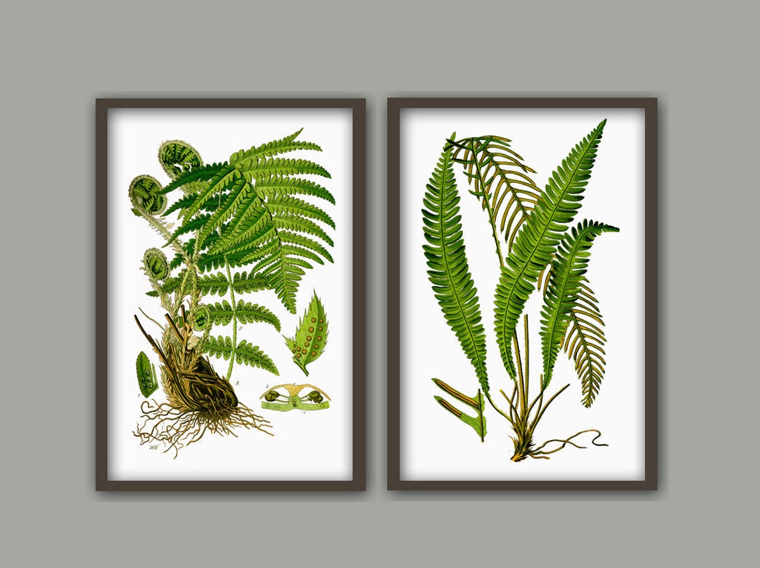 Fern Print Set of 2, Antique Botanical Home Decor, Plant Print, Plant ...
