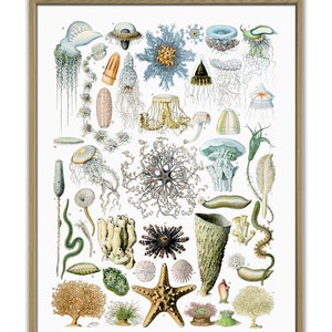 May include: A vintage illustration of various sea creatures, including jellyfish, starfish, sea urchins, and coral. The illustration is in a detailed, hand-drawn style with vibrant colors.