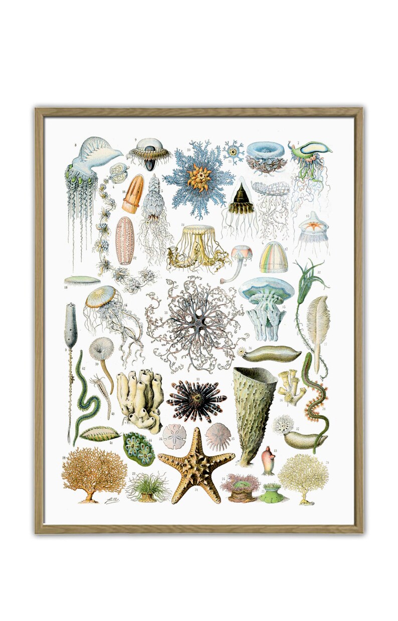May include: A vintage illustration of various sea creatures, including jellyfish, starfish, sea urchins, and coral. The illustration is in a detailed, hand-drawn style with vibrant colors.