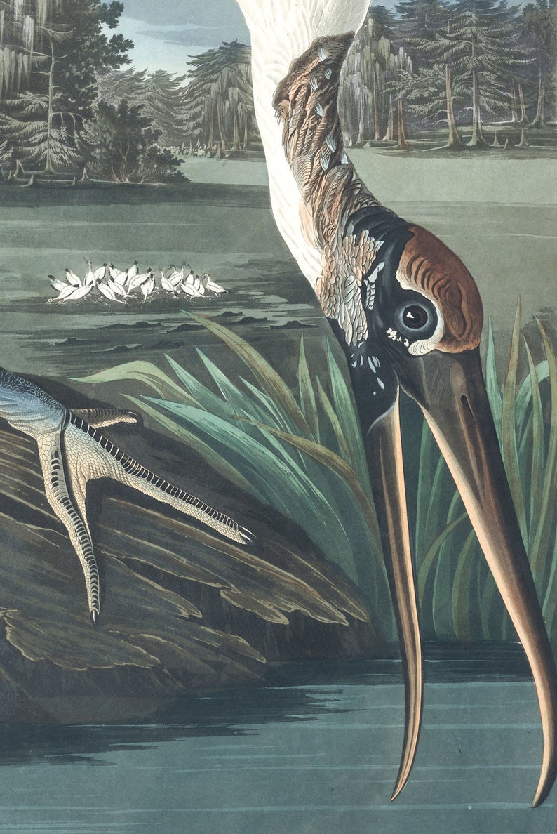 Wood Ibis Bird Print Large Wall Art Decor Ornithology Etsy