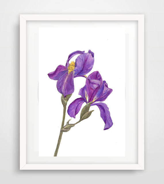 Violet Flower Print Iris Flowers Botanical Illustration | Etsy