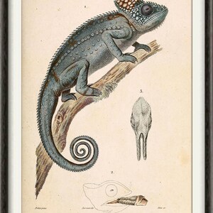 Chameleon Print Animal Wall Decor Lizard Reptile Tropical Animal Large Wall Art Decor Grey image 5