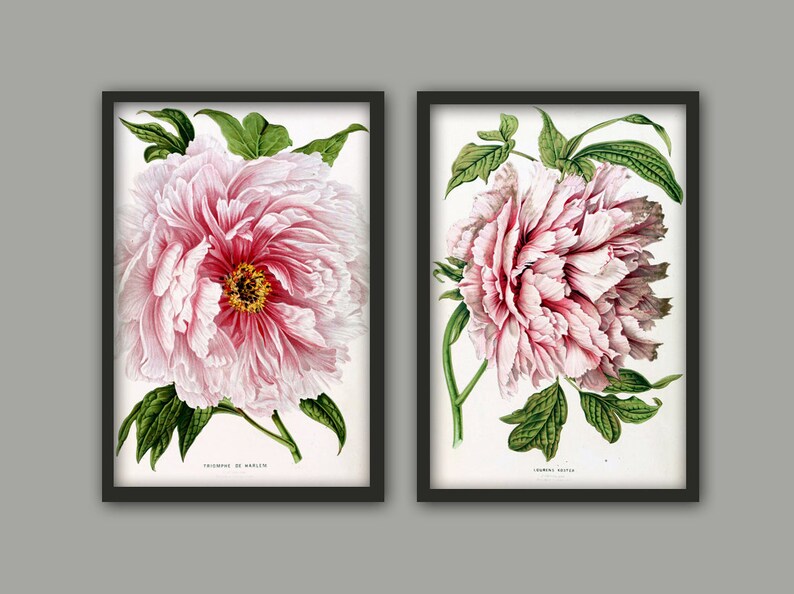 K&ouml;nnte beinhalten: Zwei gerahmte botanische Illustrationen von rosa Pfingstrosen mit gr&uuml;nen Bl&auml;ttern. Das erste Bild ist mit "Triomphe de Malines" und das zweite Bild mit "Laurens Koster" beschriftet.