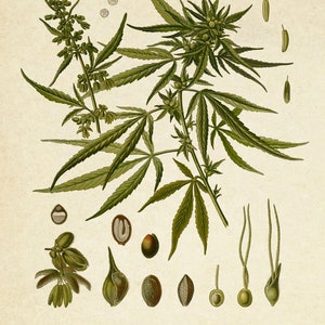 Puede incluir: Una ilustraci&oacute;n bot&aacute;nica detallada de Cannabis Sativa L., que presenta una planta verde con hojas y flores, junto con vistas de cerca de semillas y otras partes de la planta.
