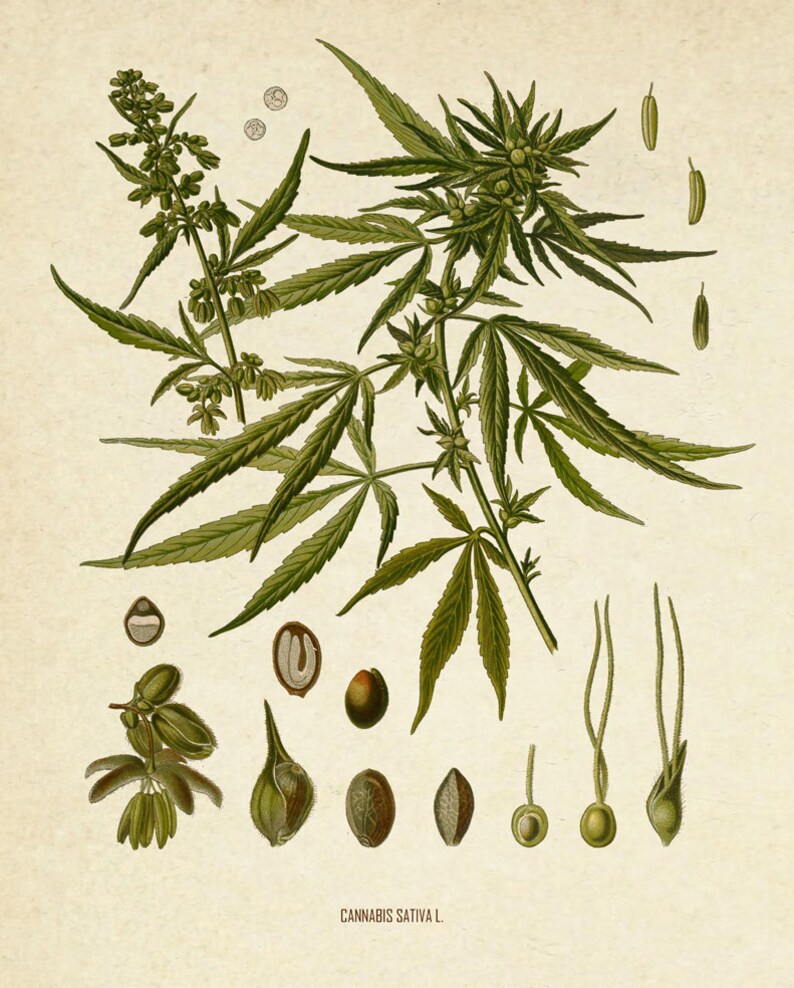 Puede incluir: Una ilustraci&oacute;n bot&aacute;nica detallada de Cannabis Sativa L., que presenta una planta verde con hojas y flores, junto con vistas de cerca de semillas y otras partes de la planta.