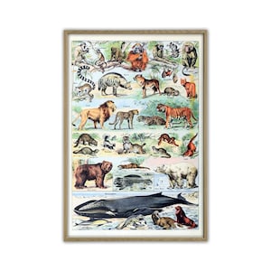 Animal Print, Animals Poster, Biology Science Poster, Animals Vintage Illustration, Reproduction Print, Wall Art Print