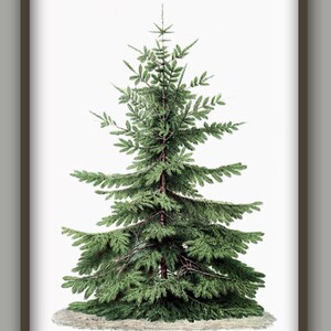 May include: A vintage illustration of a green evergreen tree with a white background.