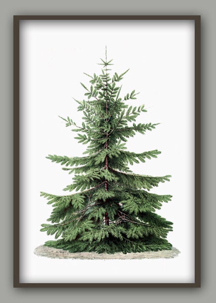 Christmas Tree Print, Botanical Vintage Home Decor, Christmas Tree Illustration