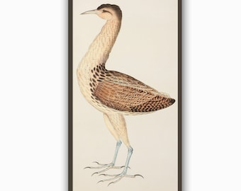 Bird Print, Large Wall Art Decor, Vintage Illustration, European Bittern